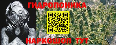 спиды Кингисепп